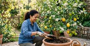 Como fazer um limoeiro florescer em casa: o truque que poucos conhecem e que é usado por jardineiros experientes