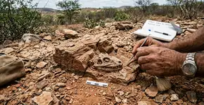 Um fóssil de 307 milhões de anos do tamanho de uma bola de futebol pode mudar o que sabemos sobre a origem dos animais herbívoros