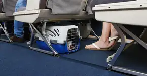 Foto: (Istock/gchutka)