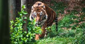 Tigres-de-bengala podem não sobreviver às mudanças climáticas