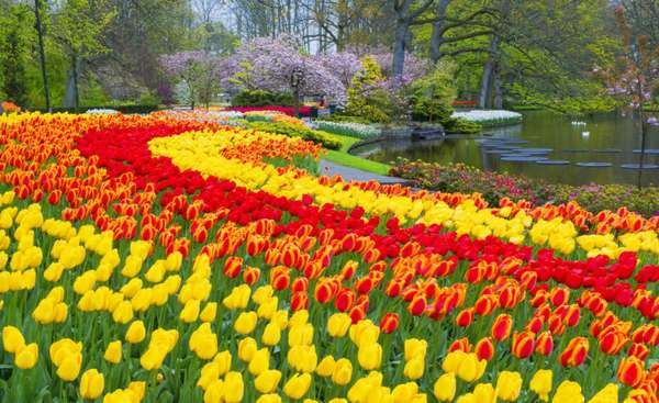 Keukenhof