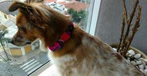 Pet shop recusa vira-lata, segundo relato do dono em rede social