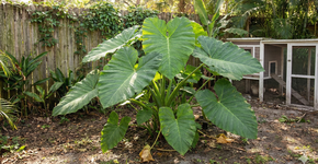 Foto: (Imagem gerada por IA/Gemini)