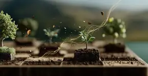 Plantar jabuticaba com ameixa pode deixar seu pomar mais forte