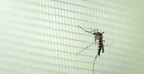 Mosquito da dengue pica por cima da roupa? Veja a opinião de especialistas