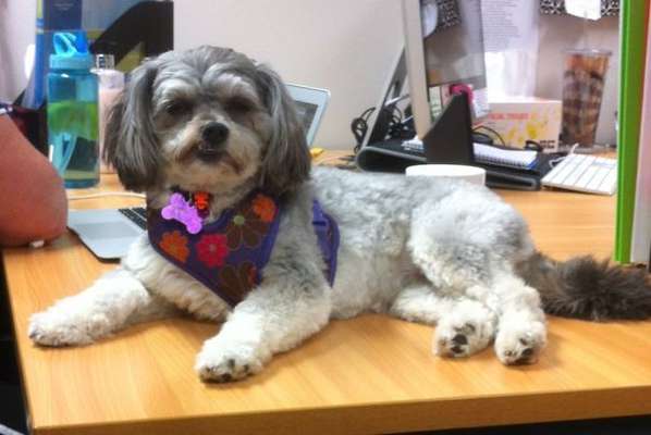 Reprodução Bored Panda