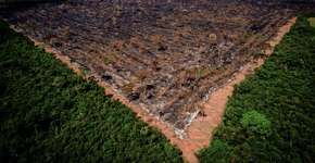 Sob Bolsonaro, desmatamento da Amazônia foi o maior em 10 anos