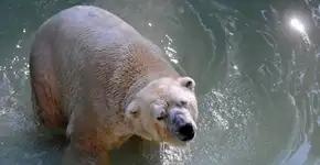 Após anos de exploração em zoo, morre urso polar Arturo