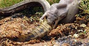 Foto: (GG Wildlife Rescue)