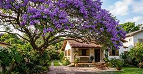 Quem tem essa árvore no quintal tem um tesouro em mãos, pois ela garante um visual incrível na entrada da casa