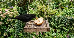 Corte ao meio e coloque no comedouro. É a iguaria que os pássaros adoram