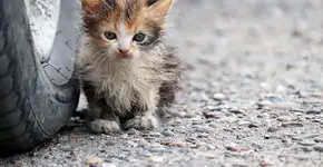 Por que os gatos são tão maltratados no Catar?