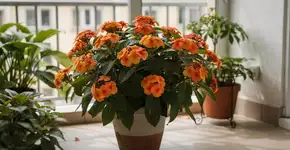 Foto: (Imagem sem texto alternativo disponivel ID [2688211])