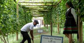 Tradição portuguesa do ‘Vinho dos Mortos’ é atração em São Roque