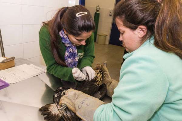 Animais silvestres encaminhados ao DEPAVE recebem atendimento veterinário emergencial