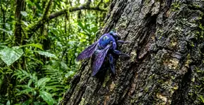 Pensavam que estava extinto, mas o perigoso besouro-pau roxo voltou e eles alertam: pode ser perigoso