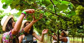 Foto: (Divulgação)