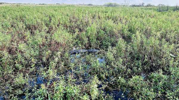 Barcos movidos a hélice, como os de filmes, levam o turista no meio do pântano. Aqui, barcos da Spirit of the Swamp