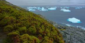 Por que o aquecimento global está deixando a Antártida verde