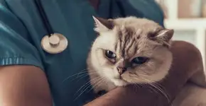 Campanha destaca a importância da saúde preventiva dos gatíneos