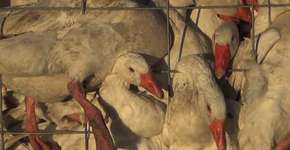 Gansos são vítimas de crueldade para a fabricação de roupas