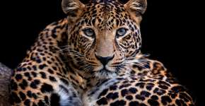 Foto: (Imagem sem texto alternativo disponivel ID [2715919])