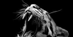 Fotógrafo faz retratos em preto e branco de diferentes espécies de animais