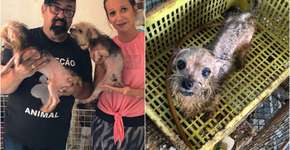 Luisa Mell resgata 100 cachorros de canil em condições precárias