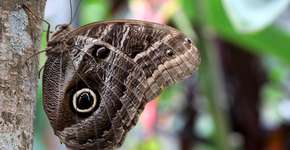 Foto: (Foto: Divulgação.)