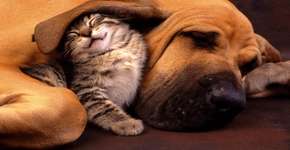 Palestras e caminhada em Copacabana pelo Dia Mundial dos Animais