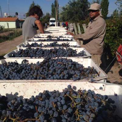  As uvas são colocadas em caixas pequenas para que não amassem durante o transporte.