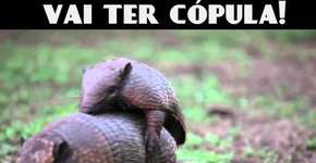 Foto: (Imagem sem texto alternativo disponivel ID [627280])