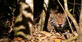 Foto: (Imagem sem texto alternativo disponivel ID [2701138])