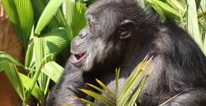 Chimpanzé é transferido de zoo de SP para santuário