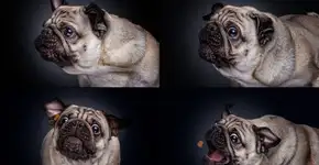 Ensaio divertido registra cães no exato momento em que tentam pegar petiscos no ar