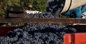 Foto: (Imagem sem texto alternativo disponivel ID [1497808])