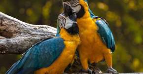 Ibama fechará dois centros de recebimento de animais silvestres