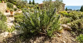 O alecrim é resistente a quase tudo, mas é melhor não plantá-lo próximo desta planta: onde você deve plantar no jardim e como usá-lo