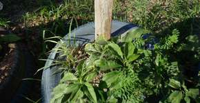 Projeto “Planta na Rua” promove mutirões de plantio