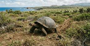 De 15 sobreviventes para mais de 2.300: tartarugas gigantes retornaram