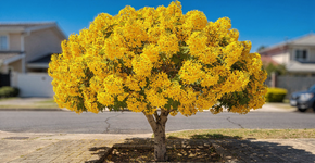 Foto: (Imagem sem texto alternativo disponivel ID [2734322])