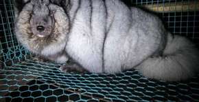 Raposas sofrem com obesidade mórbida em fazendas de pele