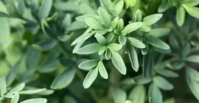 8 benefícios da arruda para a saúde e como usá-la