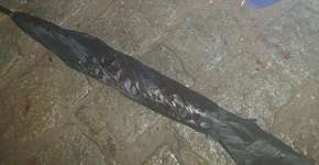 Foto: (Imagem sem texto alternativo disponivel ID [1665568])