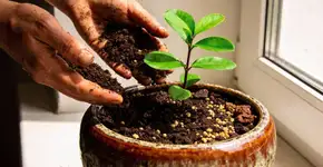 Foto: (Imagem sem texto alternativo disponivel ID [2683324])