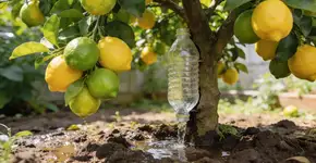 Foto: (Imagem sem texto alternativo disponivel ID [2682862])