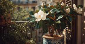 A árvore que perfuma o jardim e pode ser cultivada em vaso