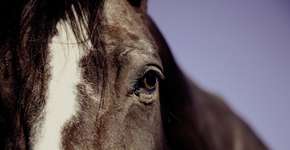 Foto: (Imagem sem texto alternativo disponivel ID [1869515])