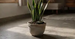 Foto: (Imagem sem texto alternativo disponivel ID [2722462])