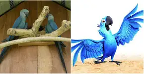 Foto: (Imagem sem texto alternativo disponivel ID [1101822])